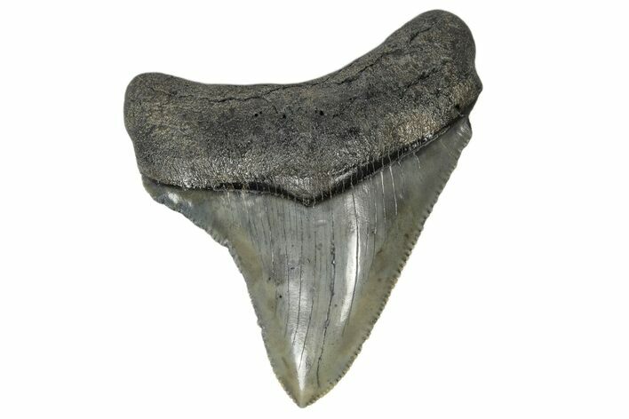 Serrated, Juvenile Megalodon Tooth - South Carolina #172101